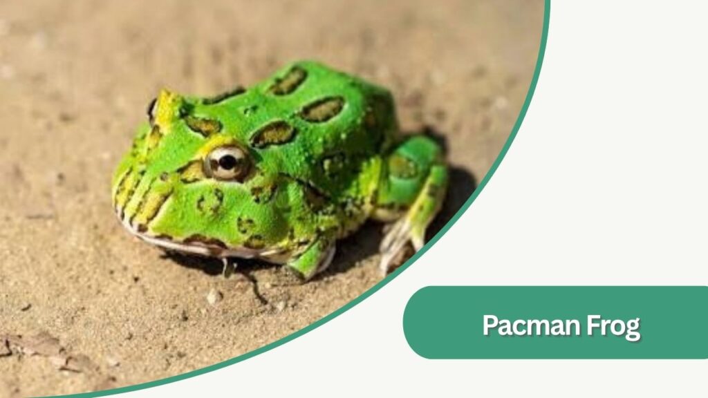 Pacman Frog