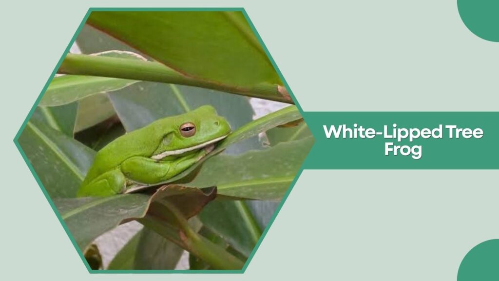 White-Lipped Tree Frog