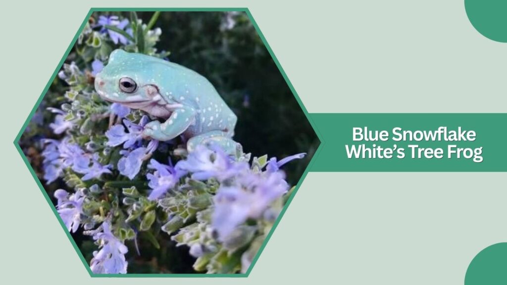 Blue Snowflake White’s Tree Frog