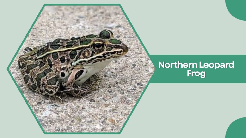 Northern Leopard Frog