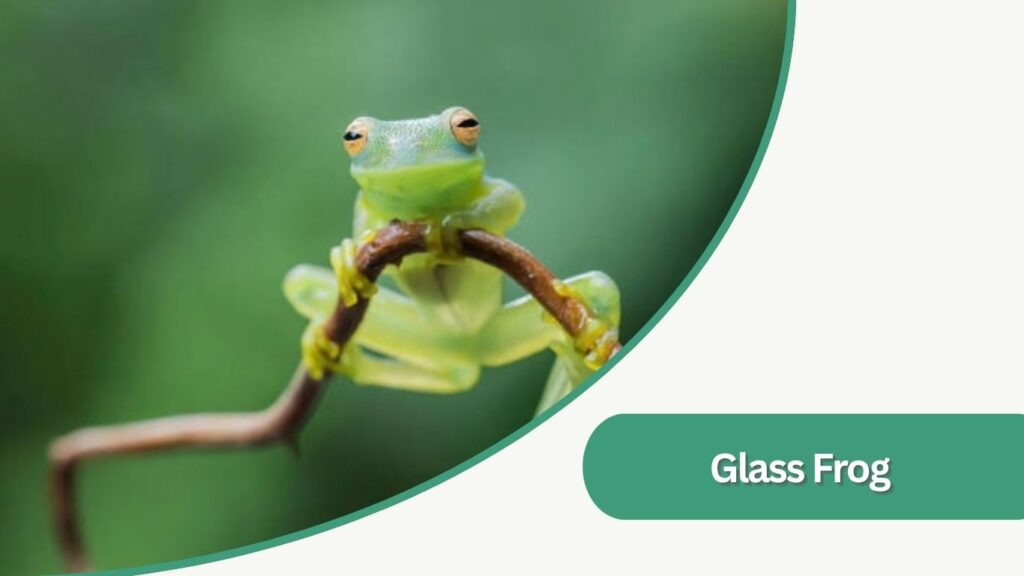 Glass Frog