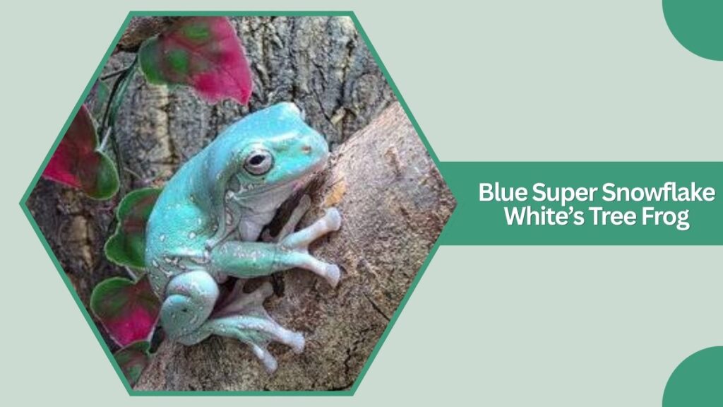 Blue Super Snowflake White’s Tree Frog