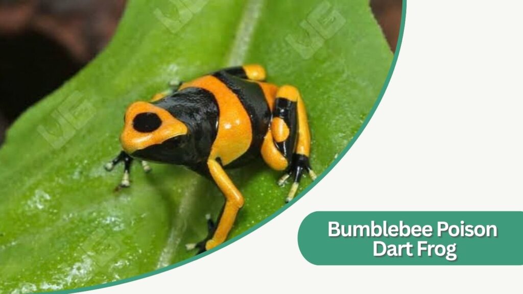  Bumblebee Poison Dart Frog