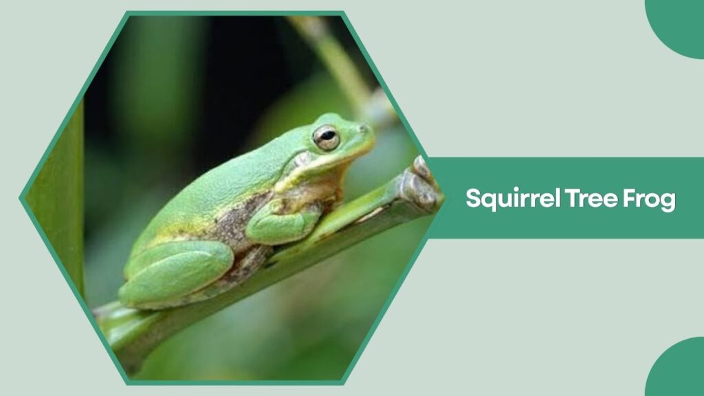 Squirrel Tree Frog