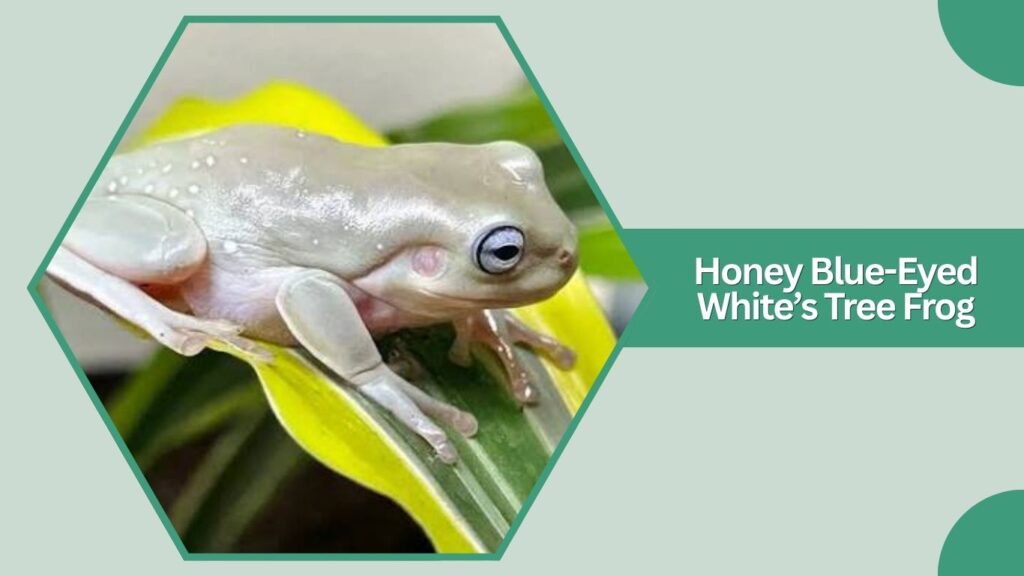 Honey Blue-Eyed White’s Tree Frog