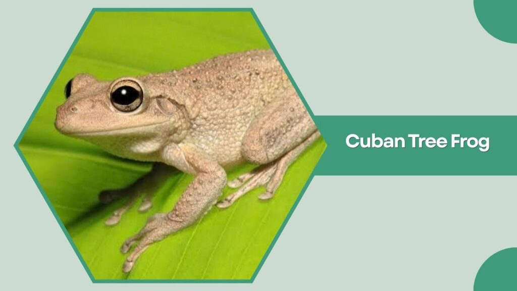 Cuban Tree Frog