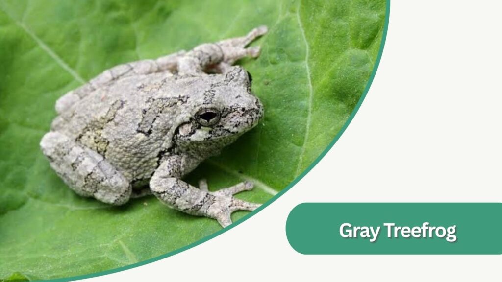 Gray Treefrog