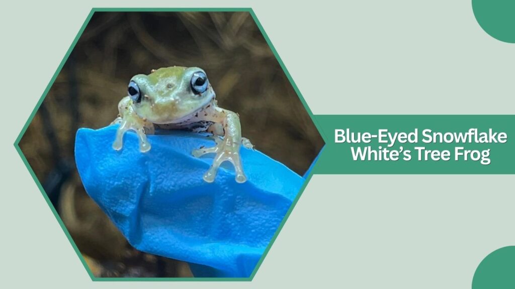 Blue-Eyed Snowflake White’s Tree Frog