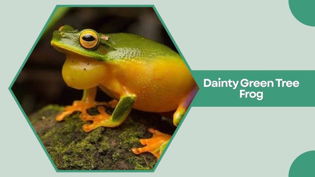 Dainty Green Tree Frog