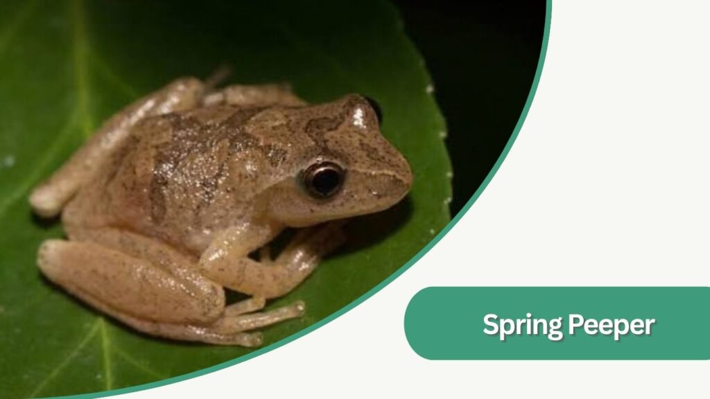 Spring Peeper