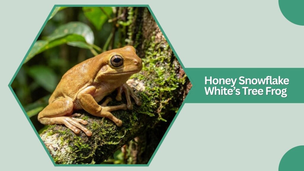 Honey Snowflake White’s Tree Frog