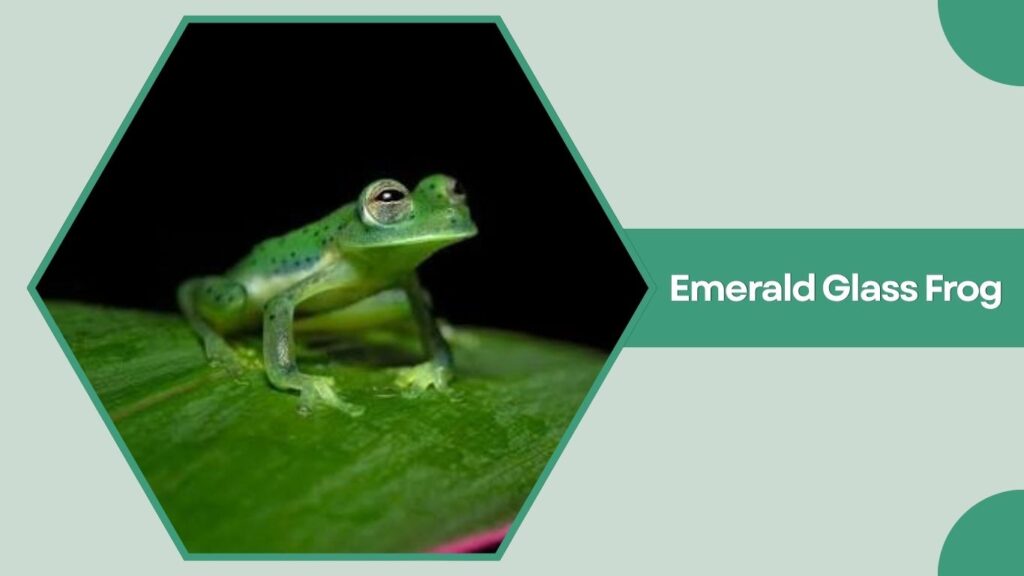 Emerald Glass Frog