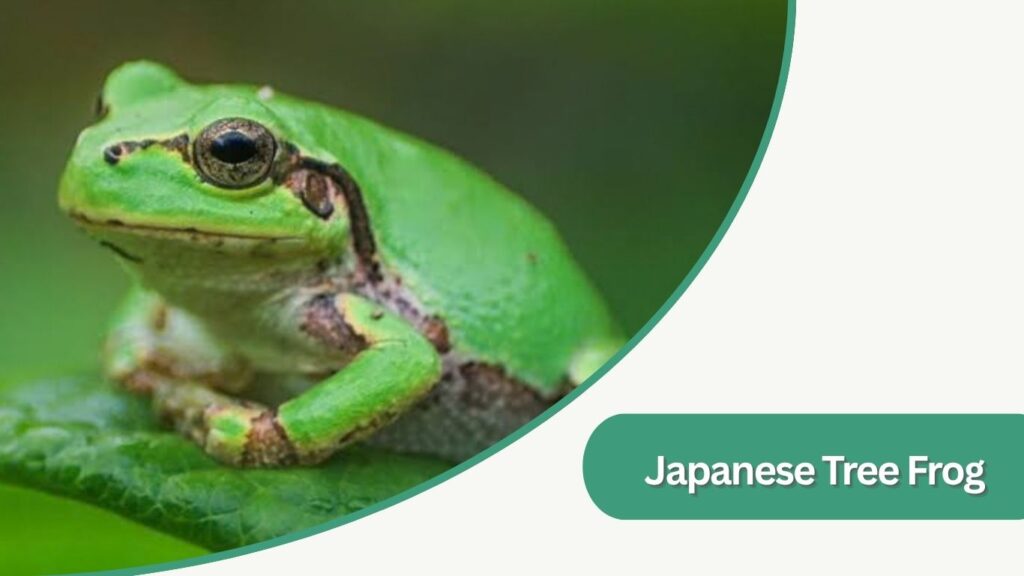  Japanese Tree Frog
