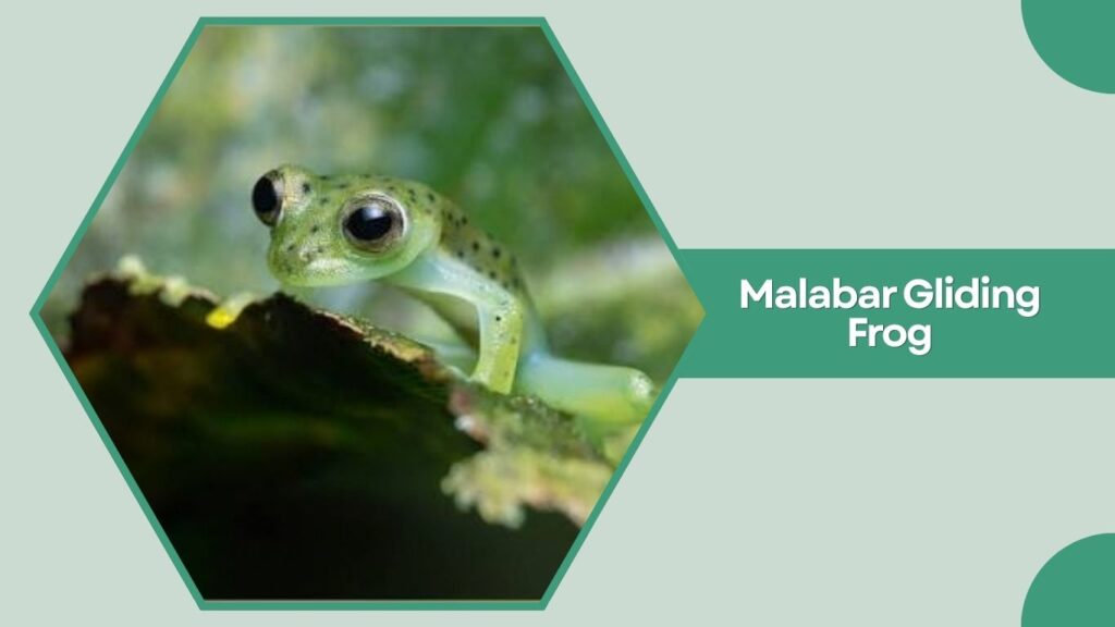 Malabar Gliding Frog