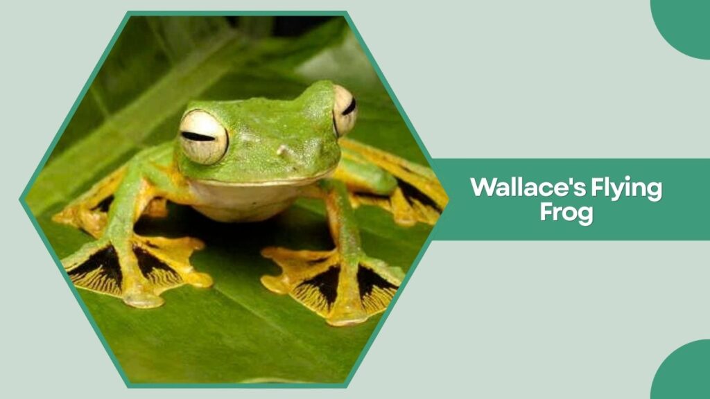 Wallace's Flying Frog