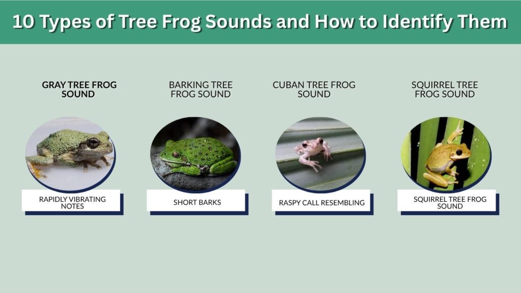 10 Types of Tree Frog Sounds and How to Identify Them