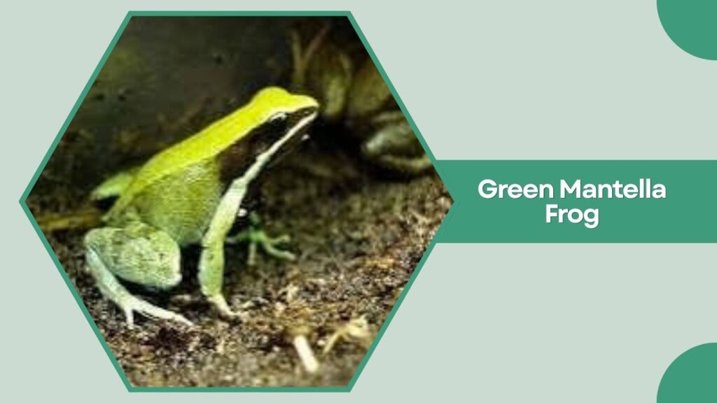 Green Mantella Frog
