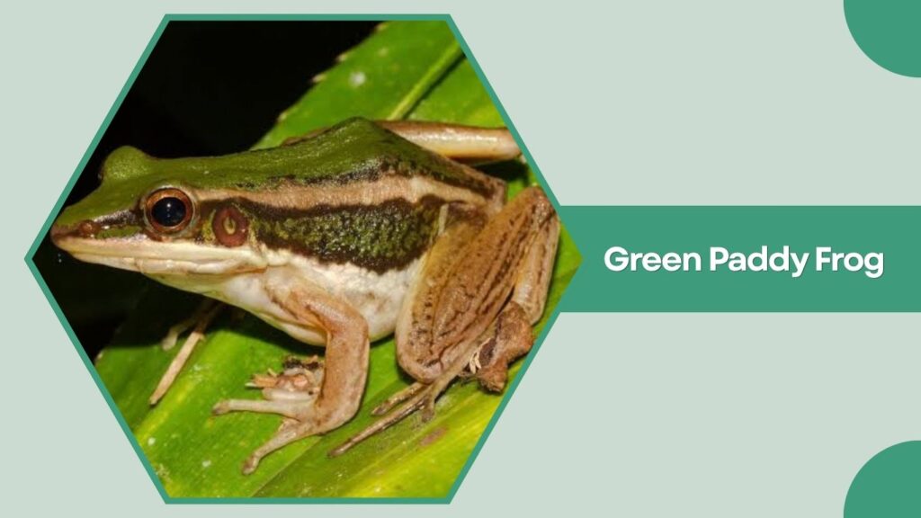 Green Paddy Frog