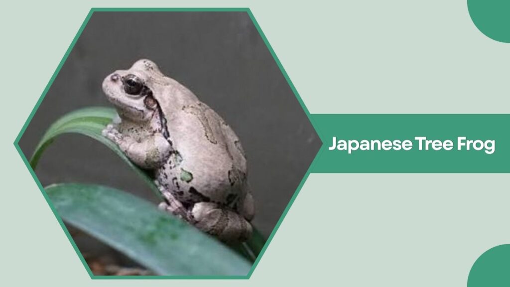 Japanese Tree Frog