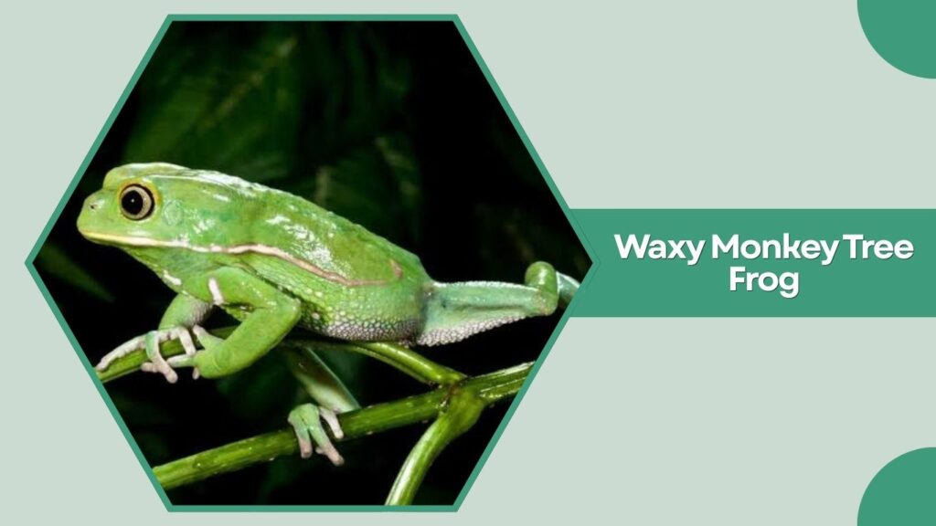 Waxy Monkey Tree Frog