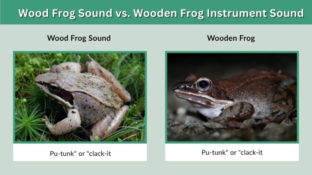 Wood Frog Sound vs. Wooden Frog Instrument Sound