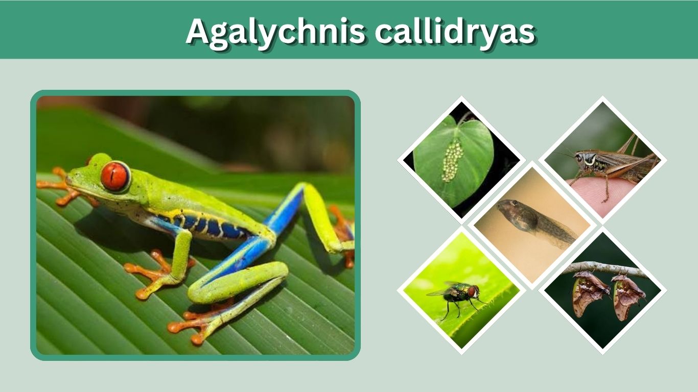 Agalychnis callidryas: Red-Eyed Tree Frog Facts & Habitat