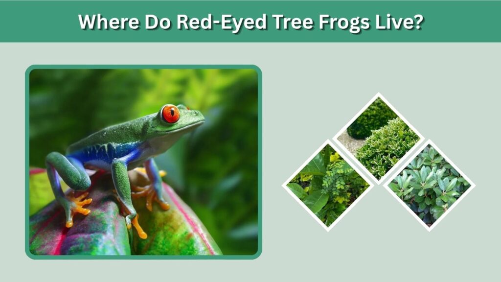 Where Do Red-Eyed Tree Frogs Live?