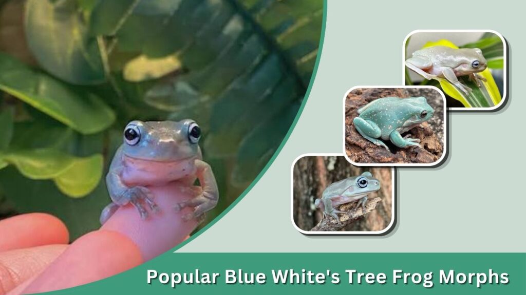 Popular Blue White's Tree Frog Morphs
