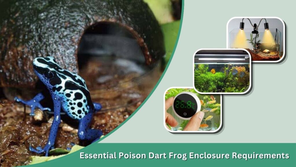 Essential Poison Dart Frog Enclosure Requirements