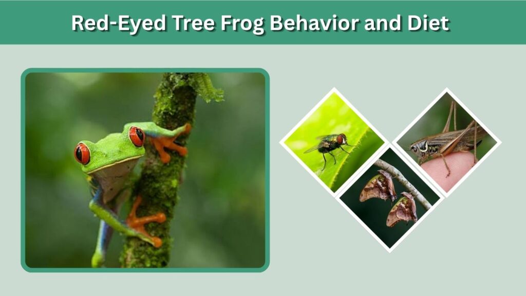 Red-Eyed Tree Frog Behavior and Diet