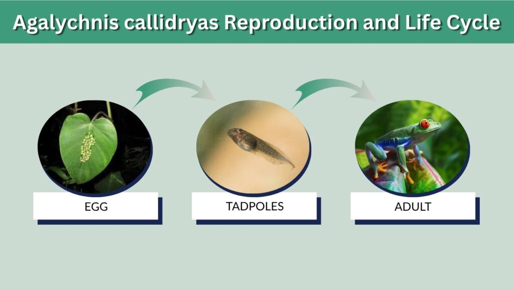 Agalychnis callidryas Reproduction and Life Cycle