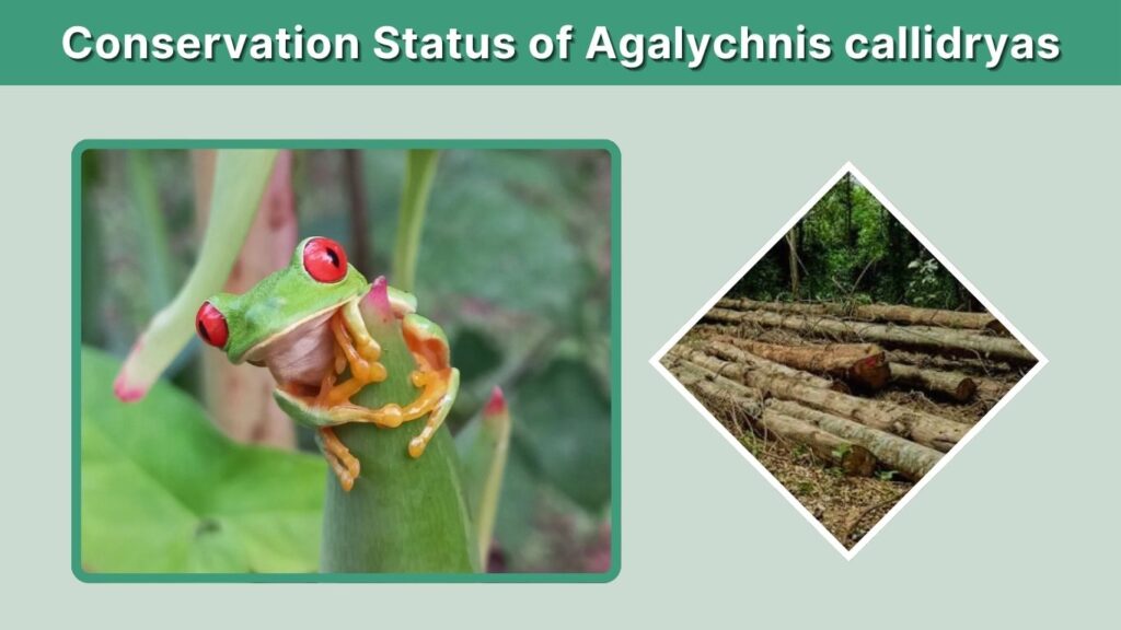 Conservation Status of Agalychnis callidryas