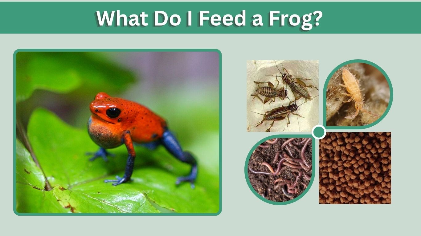 What Do I Feed a Frog? Best Foods for Every Frog