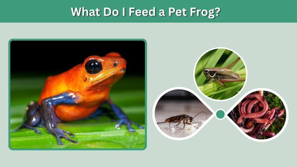 What Do I Feed a Pet Frog?