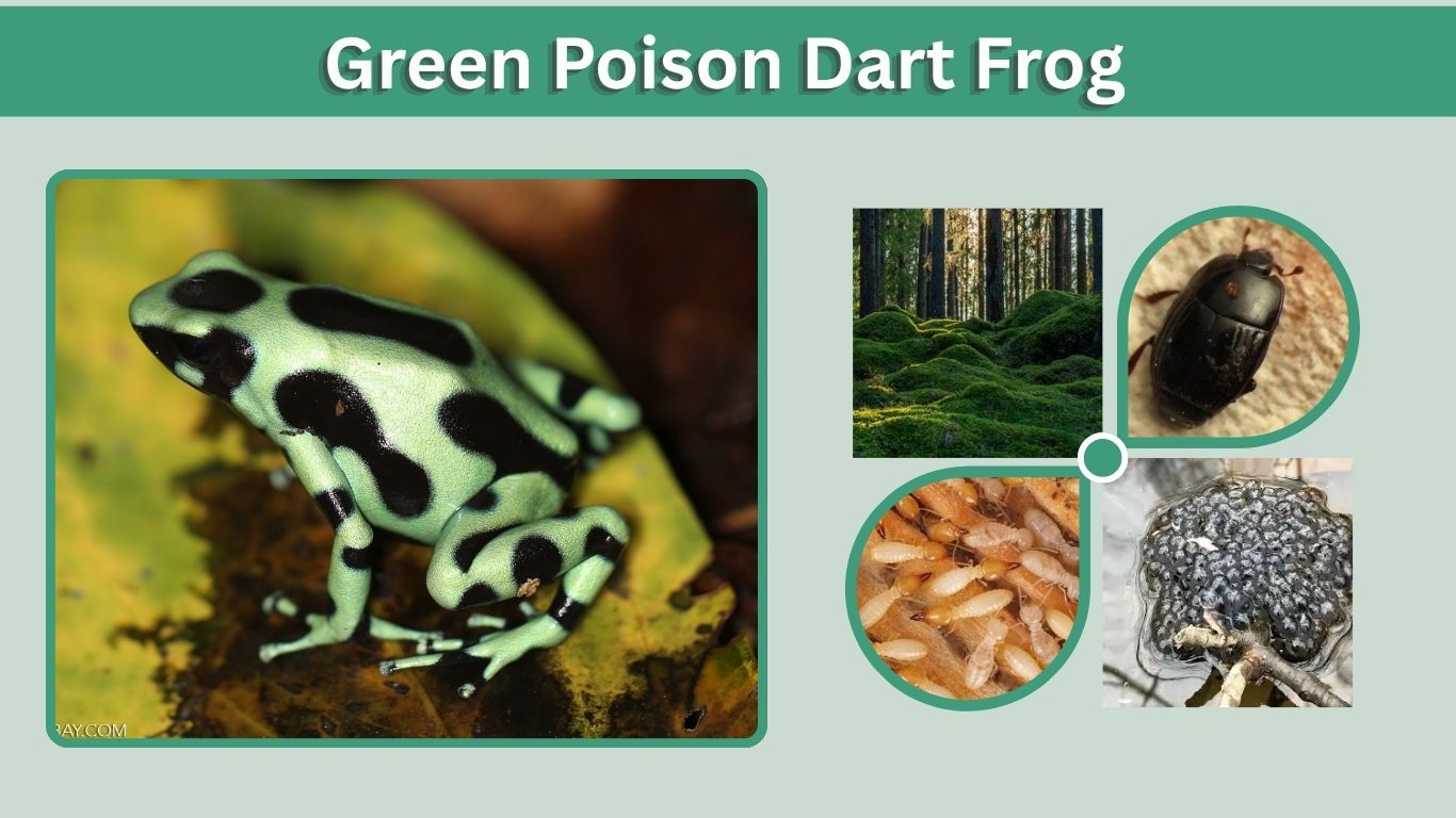 Green Poison Dart Frog: Facts, Habitat, Diet & Care