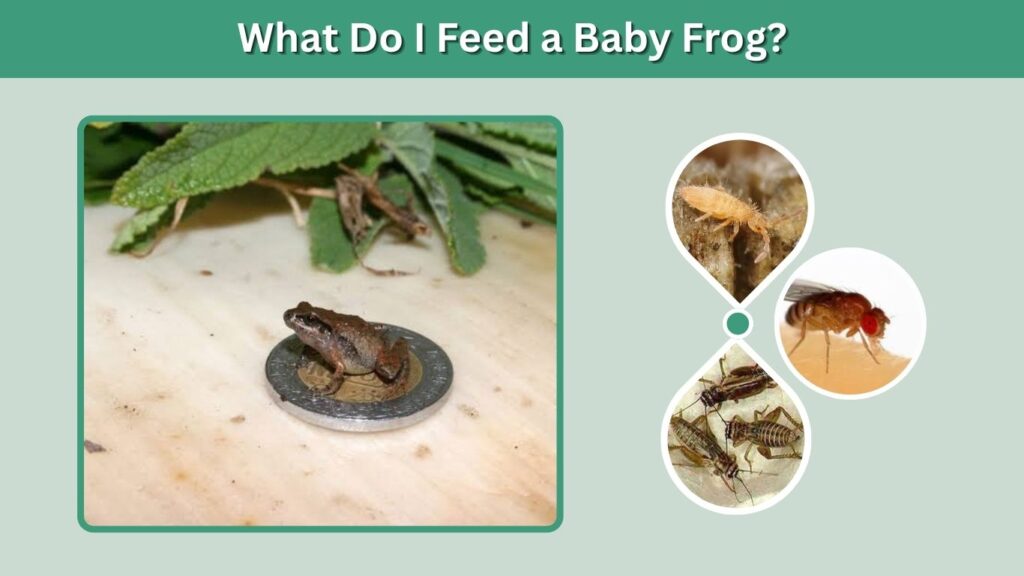 What Do I Feed a Tree Frog?