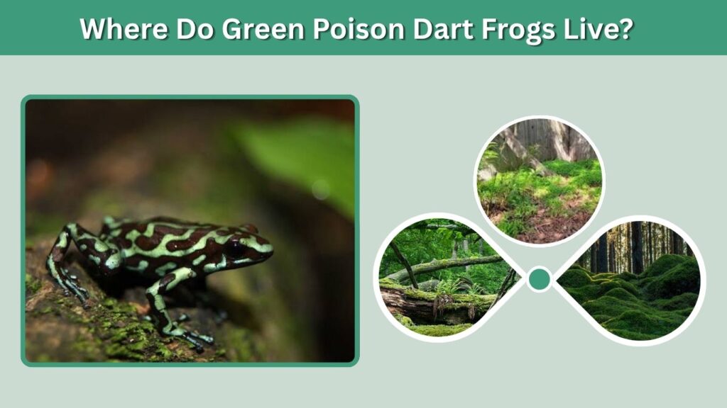 Where Do Green Poison Dart Frogs Live?