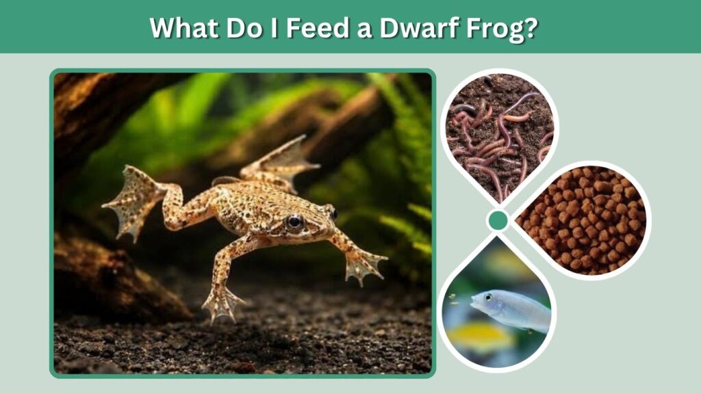 What Do I Feed a Dwarf Frog?