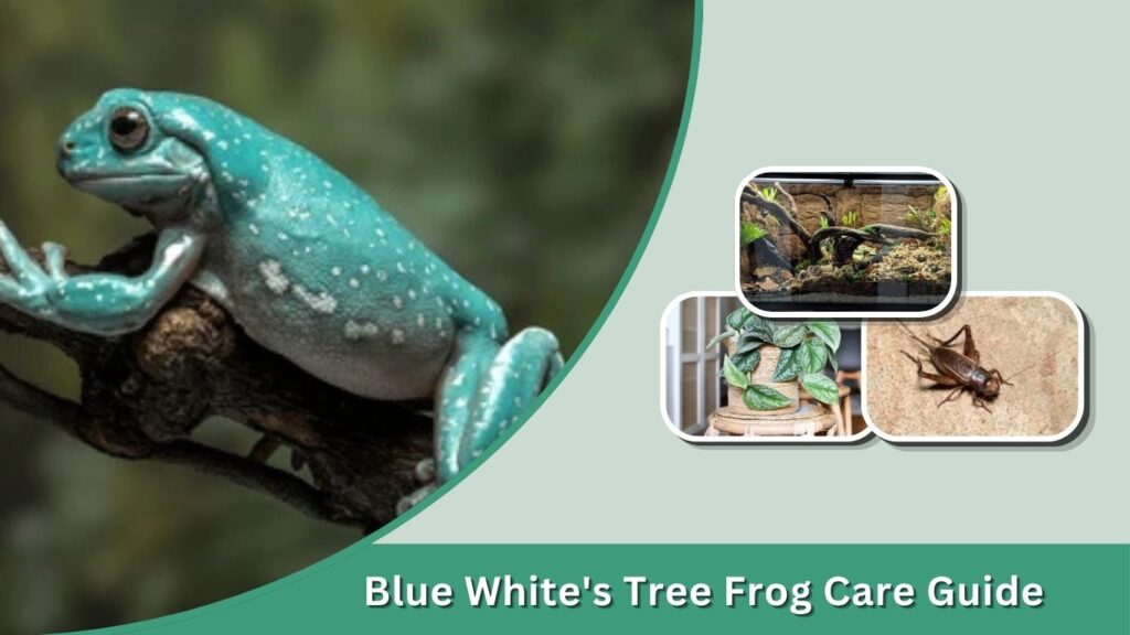 Blue White's Tree Frog Care Guide