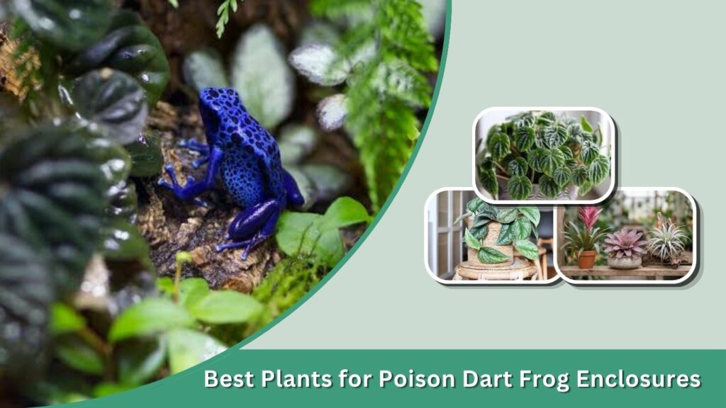 Best Plants for Poison Dart Frog Enclosures