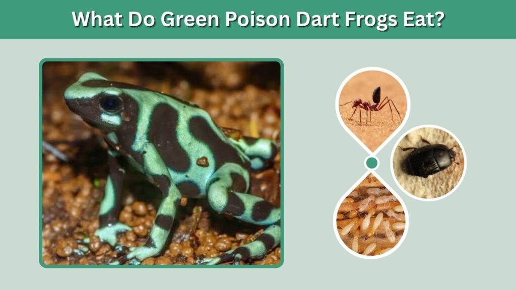 What Do Green Poison Dart Frogs Eat?