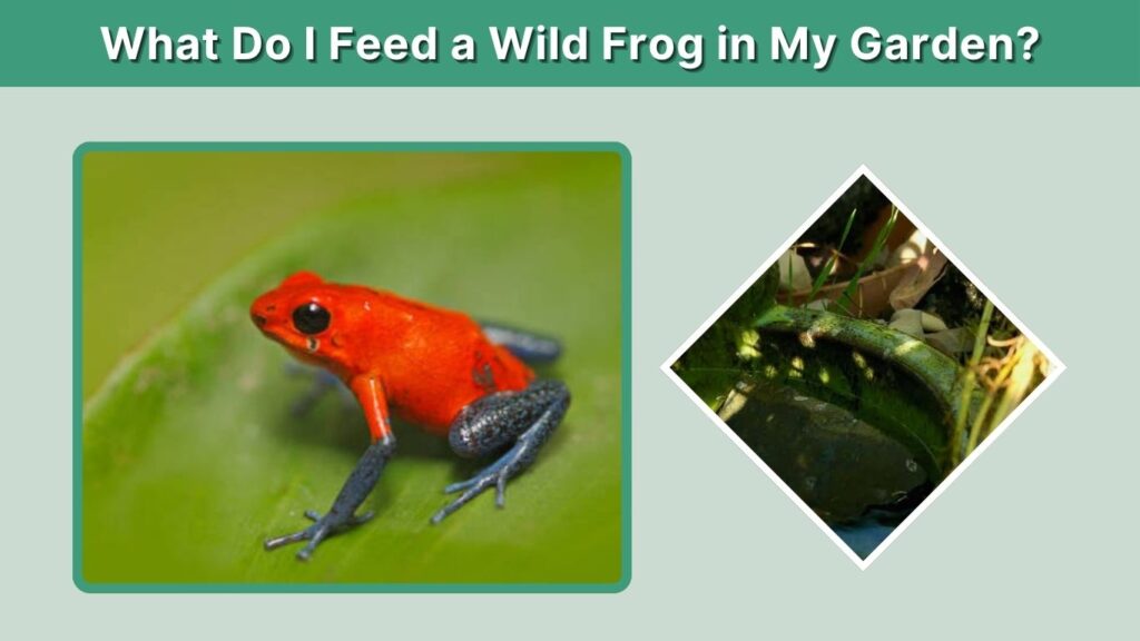 What Do I Feed a Wild Frog in My Garden?