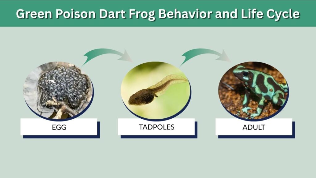 Green Poison Dart Frog Behavior and Life Cycle