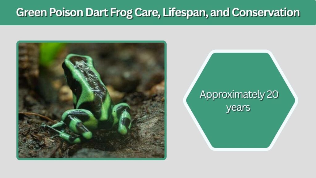 Green Poison Dart Frog Care, Lifespan, and Conservation