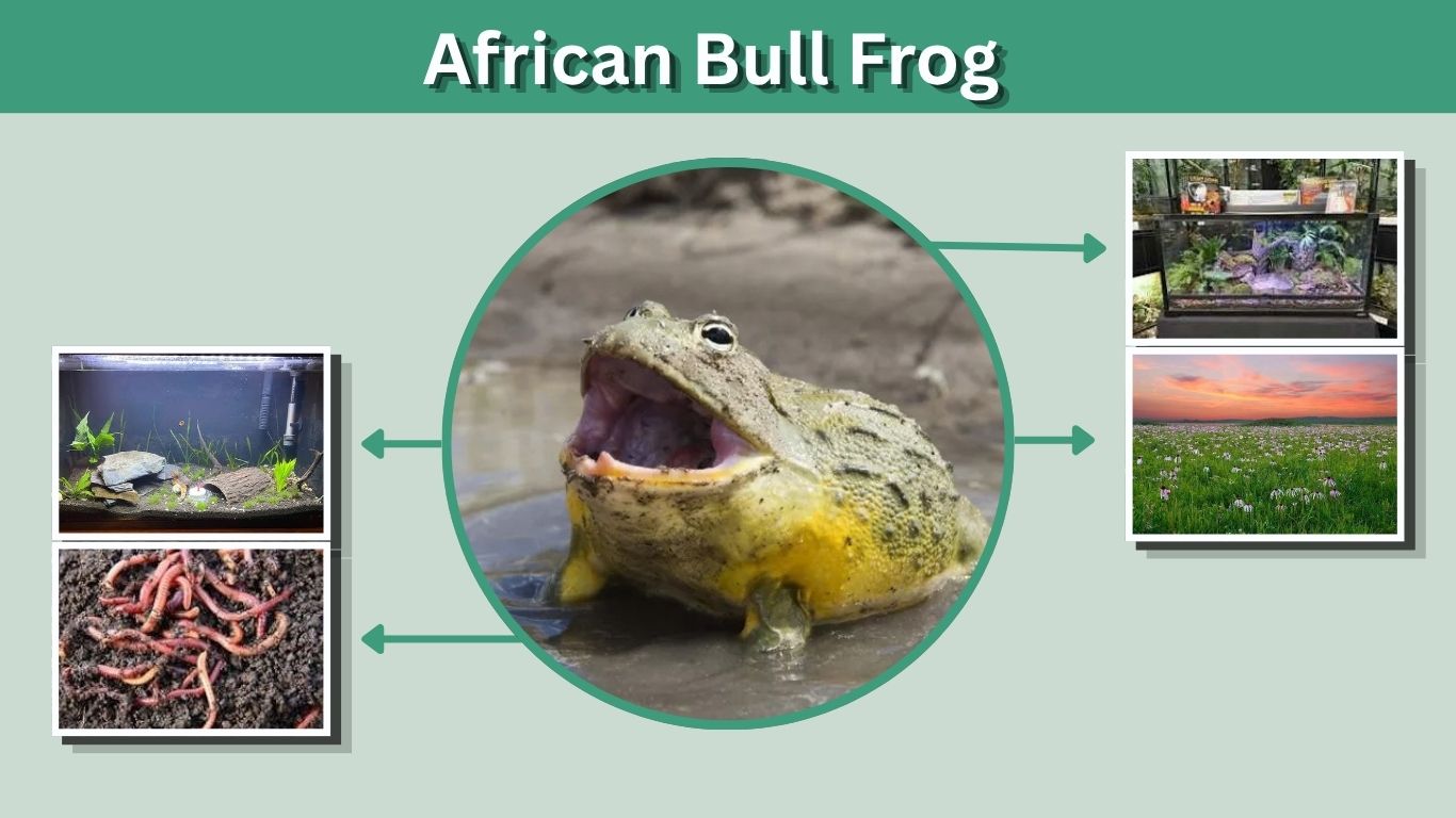 African Bull Frog: Size, Lifespan, Habitat, Care & Facts