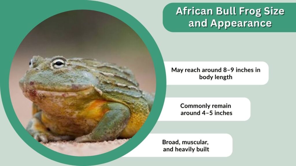 African Bull Frog Size and Appearance