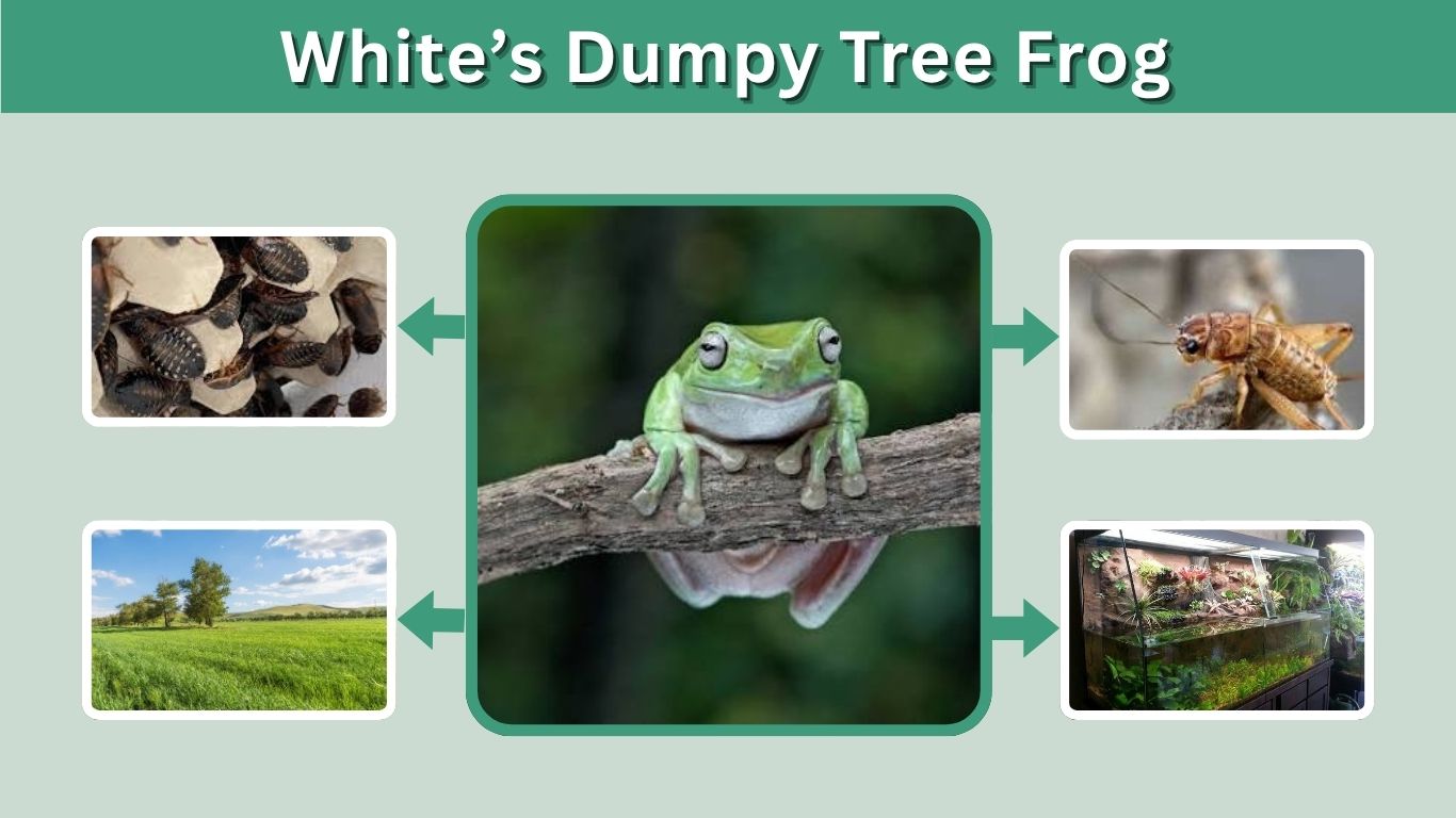 White’s Dumpy Tree Frog: Care, Diet, Habitat & Lifespan