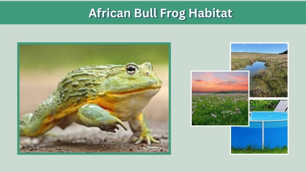 African Bull Frog Habitat