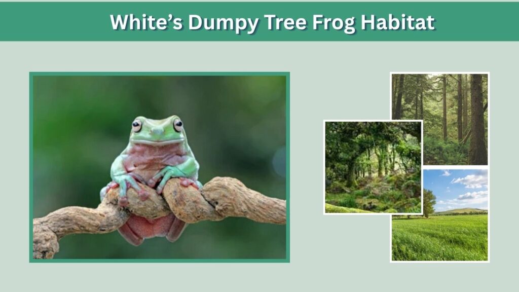 White’s Dumpy Tree Frog Habitat