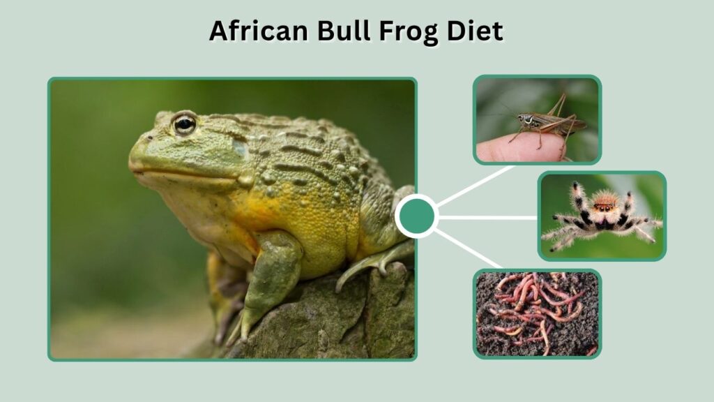 African Bull Frog Diet